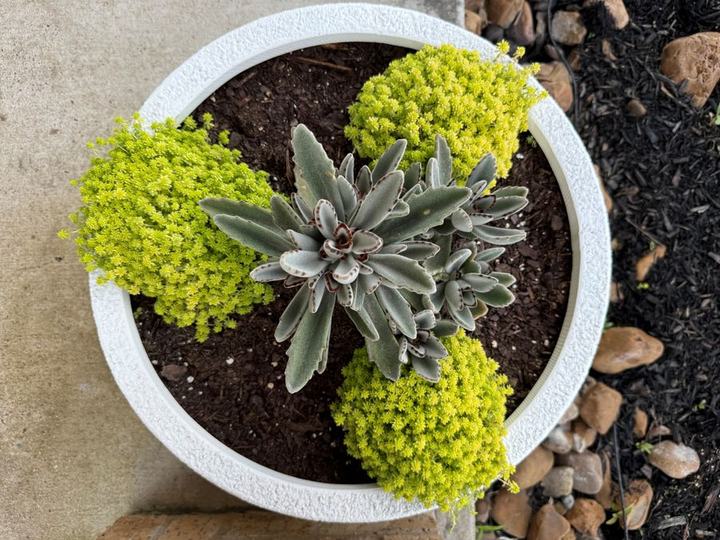 A round planter combining a silver-green rosette with bright chartreuse foliage