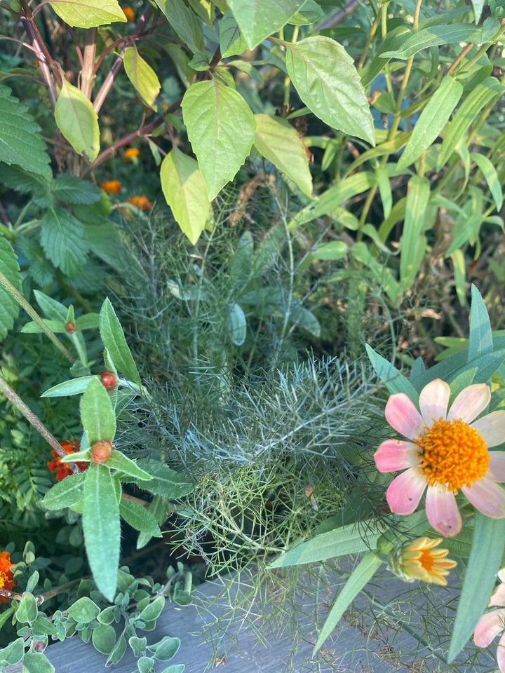 Fine green foliage and a pink flower growing together in a raised bed