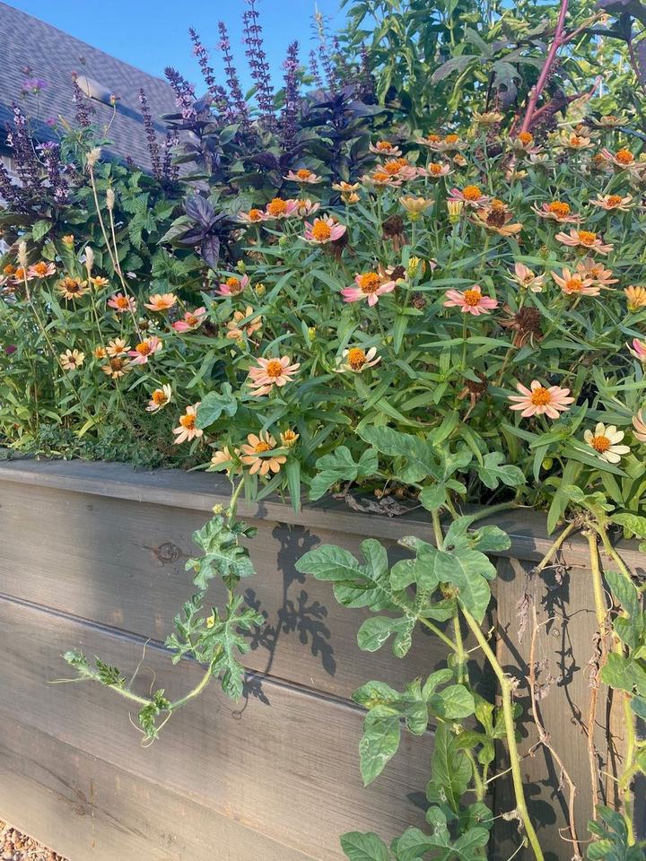 Pink and peach flowers mingle with purple foliage and trailing vines in a wooden raised bed