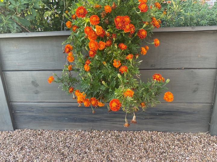 Orange marigolds spilling over the side of a weathered wooden garden bed
