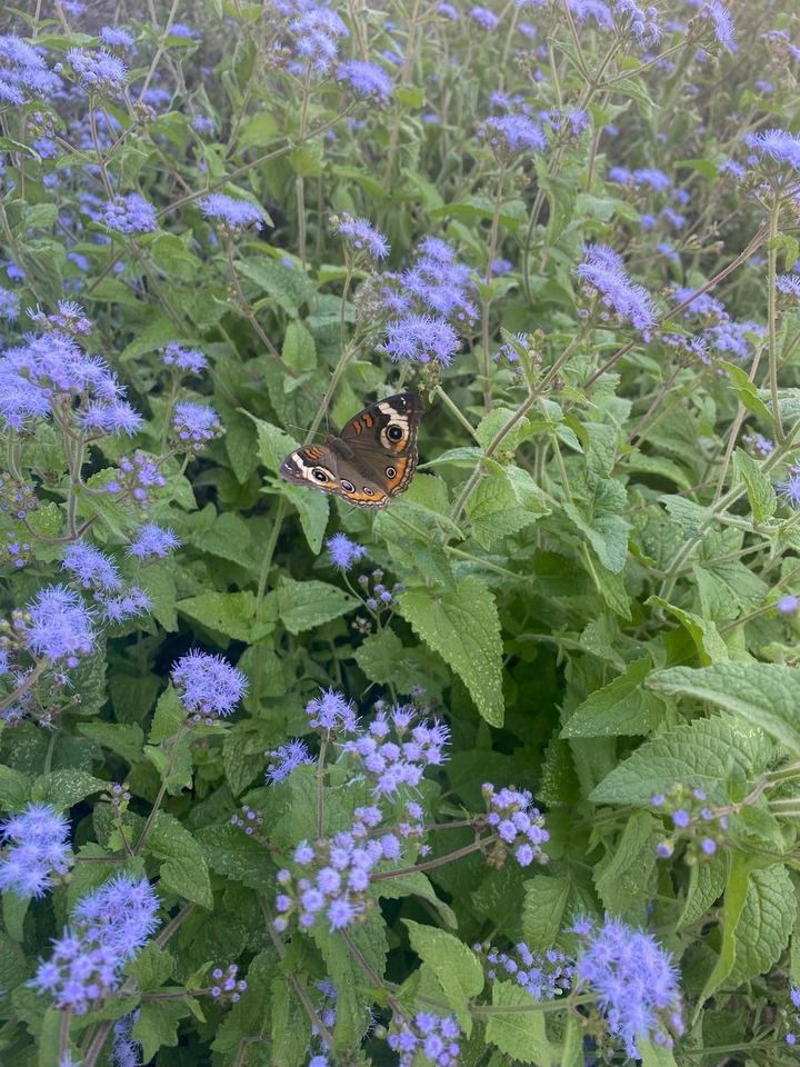 A butterfly resting among clusters of soft purple flowers