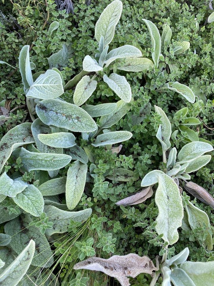 Soft silver leaves nestled among small green leaves