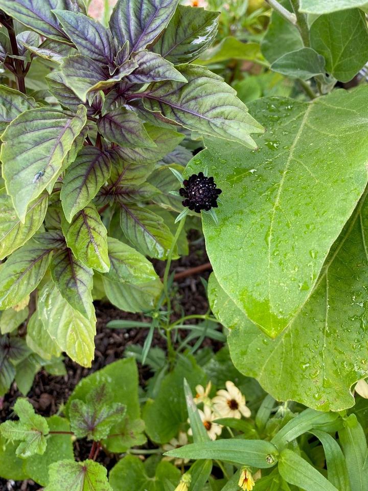 Purple-veined foliage, green leaves, and a dark flower bud with droplets