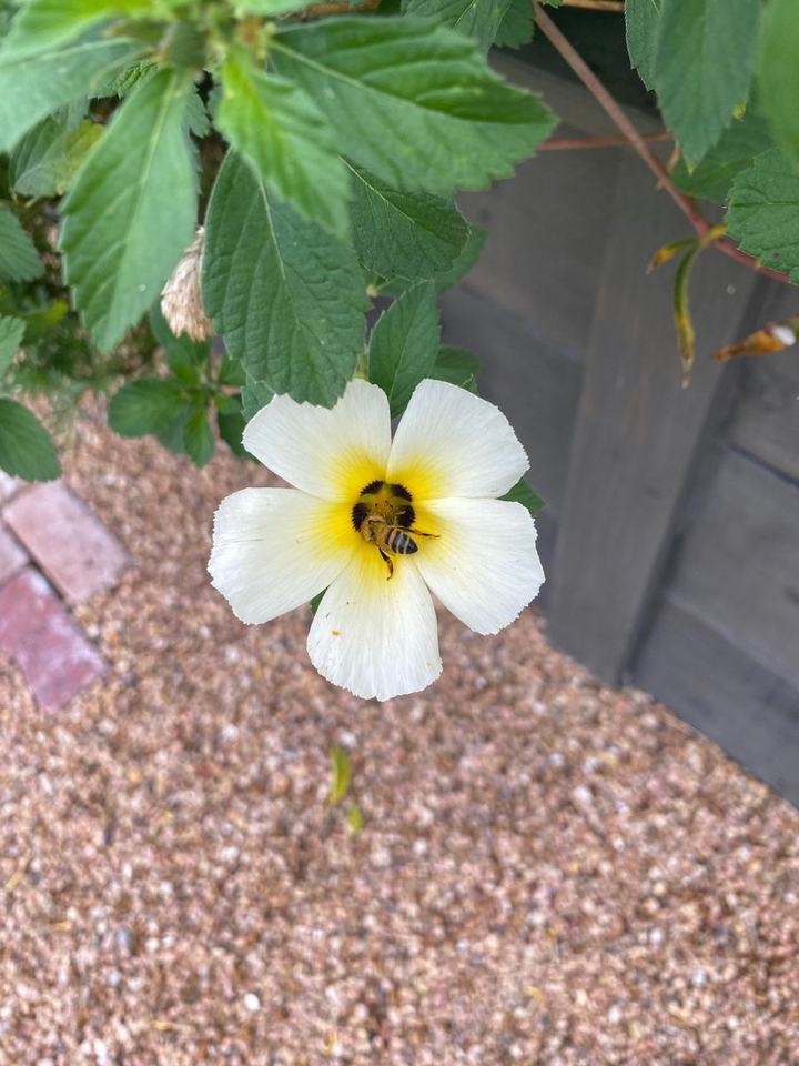 A bee visiting the yellow center of a white garden flower