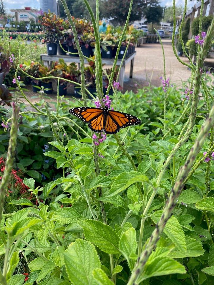 An orange and black butterfly resting on a flowering stem at a plant nursery