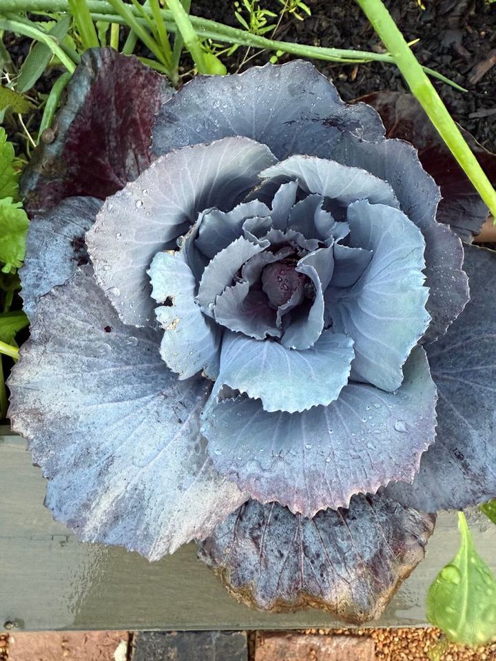 A blue-purple cabbage with layered leaves and water droplets in a raised garden bed
