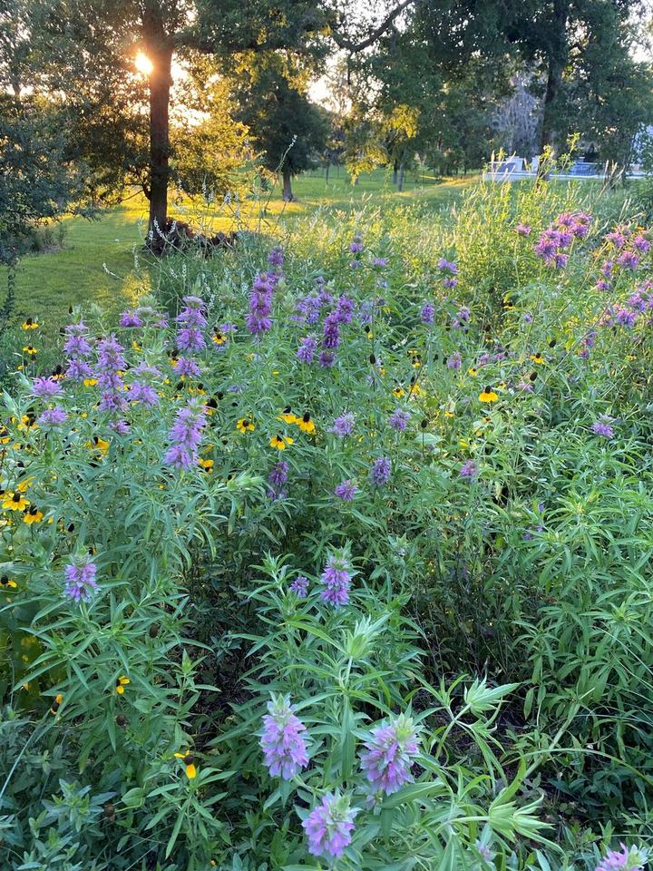 Purple and yellow flowers in a garden border beneath trees in warm evening light