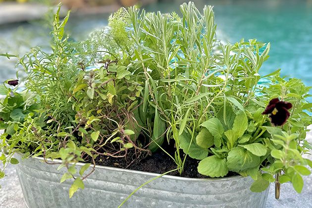 herbs